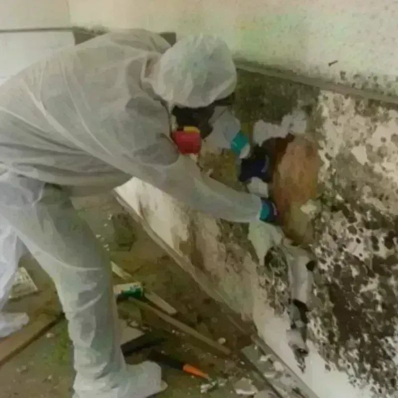 Mold Remediation and Removal in Stanton, KY